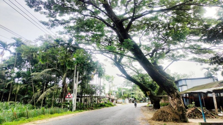 রংপুর-গঙ্গাচড়া সড়কের গাছ যেন মৃত্যুফাঁদ